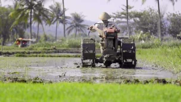 Αγρότες Οργώνουν Ένα Χωράφι Ρύζι Χρησιμοποιώντας Ένα Τρακτέρ Χειρός Εργασία — Αρχείο Βίντεο
