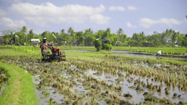 Bauern Pflügen Mit Einem Handtraktor Ein Reisfeld Arbeit Mit Einem — Stockvideo