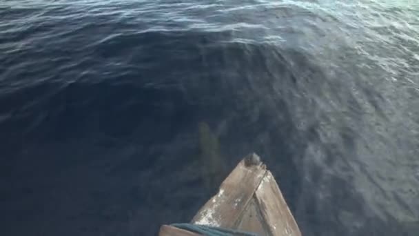 海豚跟着渔船跳跃和游泳 — 图库视频影像
