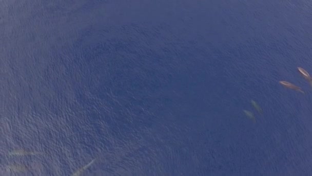 Golfinho Ângulo Aéreo Relaxante Superfície Água — Vídeo de Stock