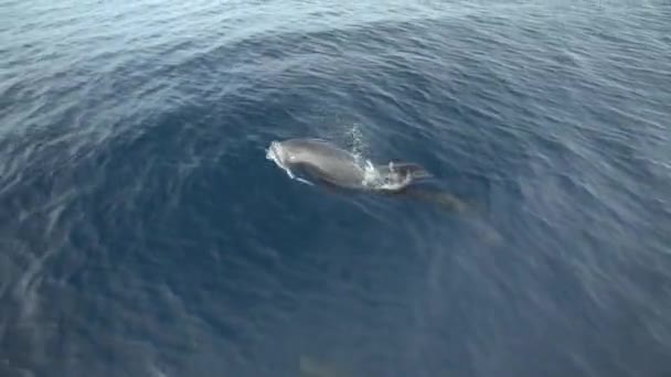 Dois Golfinhos Nadar Pular Água — Vídeo de Stock