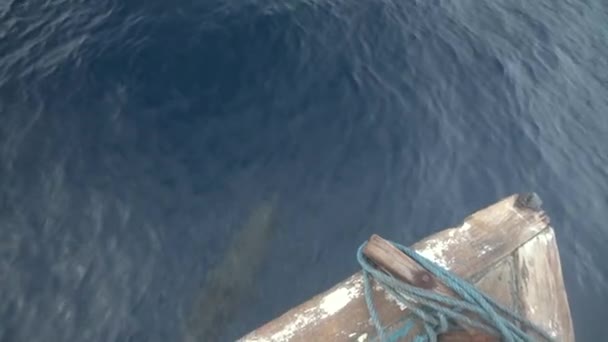 Delfiny Pływają Łodzią Rybacką Wyskakują Wody — Wideo stockowe