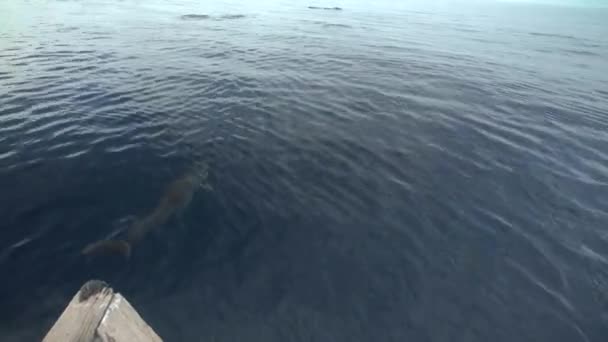 Los Delfines Nadan Emergen Superficie Isla Wakatobi — Vídeo de stock