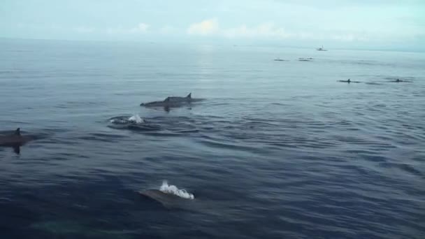 いくつかのイルカは穏やかな海で泳いでジャンプ — ストック動画