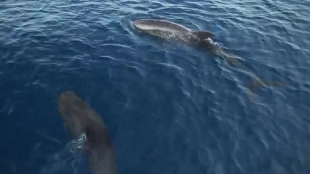 两只海豚在水晶般清澈的瓦卡托比岛上游泳 — 图库视频影像