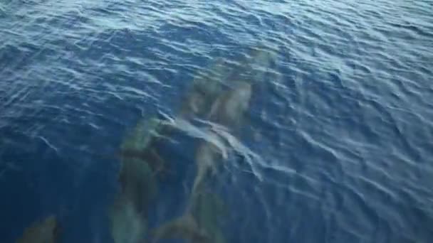 Vários Golfinhos Nadando Pulando Ilha Wakatobi Indonésia — Vídeo de Stock