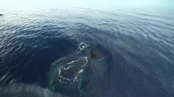 Dois Golfinhos Nadando Frente Barco Saltando Águas Cristalinas — Vídeo de Stock