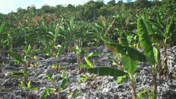 Plantacje Bananów Jasnym Słońcu Rosnące Skałach — Wideo stockowe