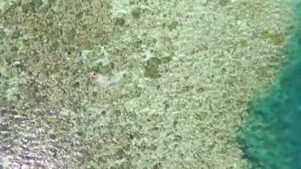 Drone Vista Oceano Limpo Olhando Para Vida Selvagem Colina Rocha — Vídeo de Stock