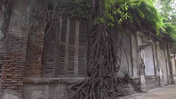 Starzejący Się Budynek Spleciony Korzeniami Drzew Które Przetrwały Wieki Stoi — Wideo stockowe