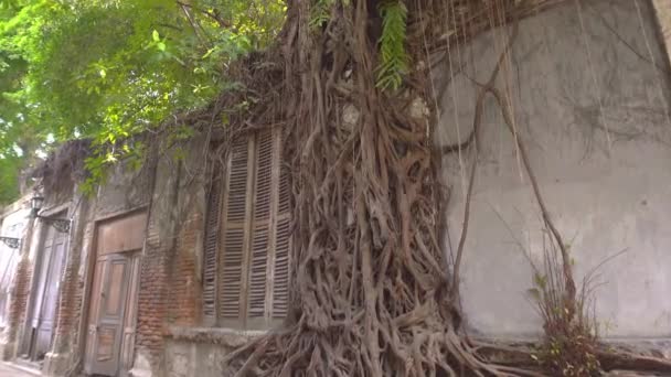 Ένα Κτίριο Κατάφυτο Από Τις Ρίζες Ενός Δέντρου Που Βρίσκεται — Αρχείο Βίντεο