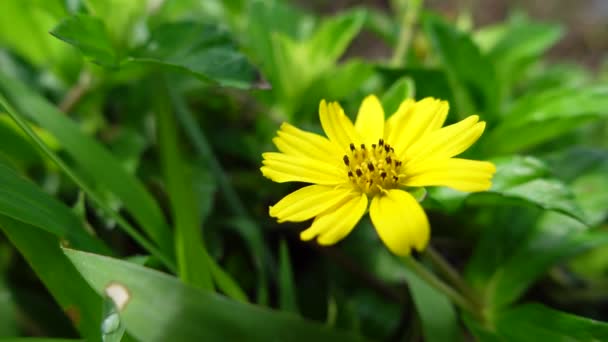 Schöne Gelbe Blume Zwischen Grünen Blättern — Stockvideo