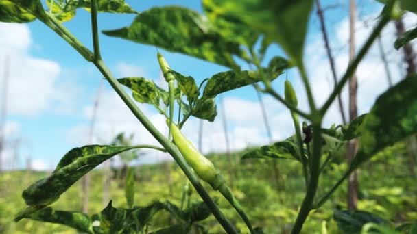 Рослини Зеленого Чилі Саду Фоні Блакитного Неба Свіжі Здорові Овочі — стокове відео