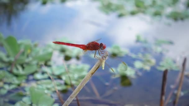 Closeup Shot Red Dragonfly Sitting Dry Stems Still Water — Stock Video