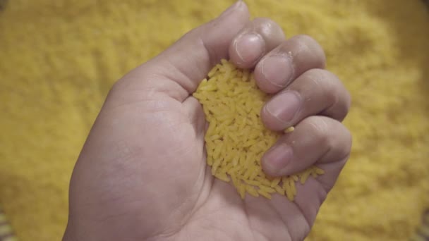 Arroz Não Cozido Mão Arroz Saudável Com Baixo Teor Açúcar — Vídeo de Stock