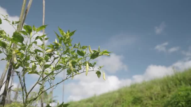 Растения Чили Фоне Голубого Неба — стоковое видео