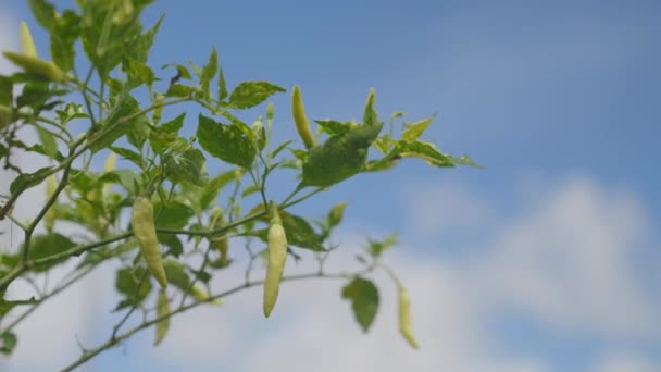 Zbliżenie Bujnych Chili Rosnących Drzewie Kołyszących Się Wietrze Tle Jasnoniebieskiego — Wideo stockowe