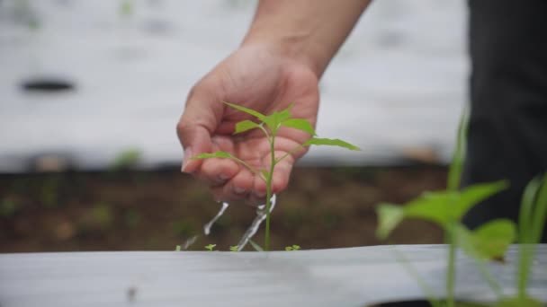 植物に手で水を注ぐこと 種子は肥沃な土壌で発芽する — ストック動画