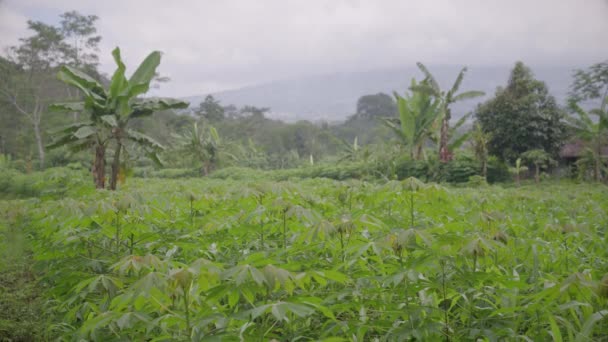 Pole Młodych Roślin Cassava Liście Wietrzne Przez Wiatr — Wideo stockowe