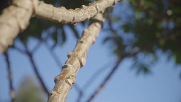 Επιλεκτική Εστίαση Κορμό Δέντρου Cassava Που Είναι Διακλαδισμένη Και Ανθεκτική — Αρχείο Βίντεο