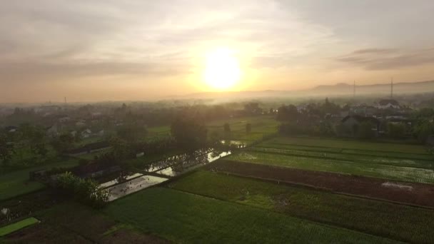 Drone Flying Rice Field Sunrise Drone Flies Yellow Agriculture Rice — Stock Video