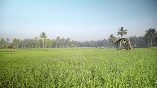 Rice Field Stretches Out Featuring Small Wooden Hut Its Center — Stock Video