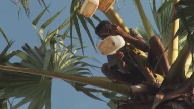 Asyalı bir çiftçinin palmiye ağacından sıvı alıp çıkardığı yakın plan.