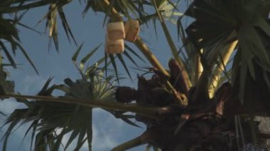 Tapper palmiye ağacından sıvı çıkarıyor. Asyalı çiftçi, yerel sanayi için özsuyu toplamak için palmiye ağacını tıklatıyor