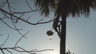 Palmiye özsuyu toplamak için ağaca tırmanan bir adam.
