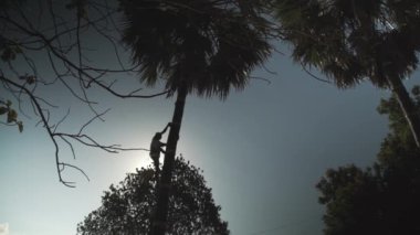 Siluet bir adam palmiye özsuyu toplamak için ağaca tırmanıyor.