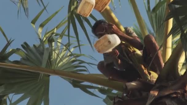 Nahaufnahme Eines Asiatischen Bauern Der Flüssigkeit Aus Einer Palme Zapft — Stockvideo