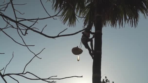 Ein Mann Klettert Auf Einen Baum Palmsaft Ernten — Stockvideo