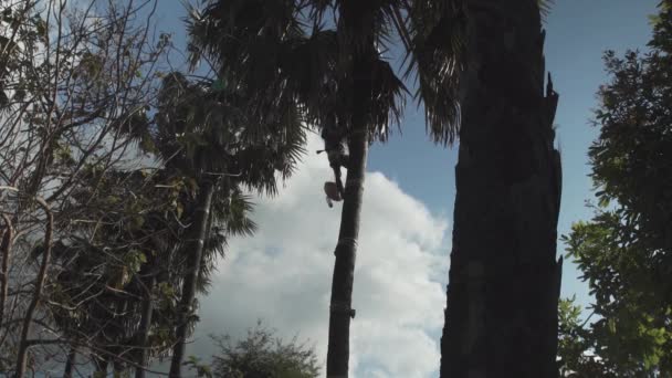 Ein Mann Klettert Nach Der Ernte Von Palmensaft Von Einer — Stockvideo