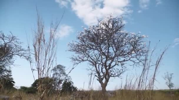 Frangipani Bomen Een Veld Herfst Droge Boom Herfst — Stockvideo