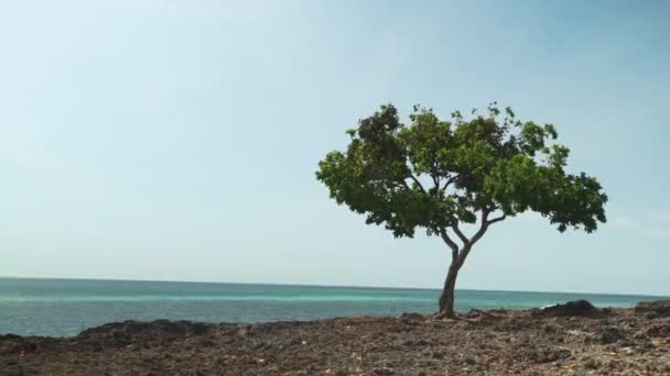 木はビーチの岩の中で一人で成長する — ストック動画
