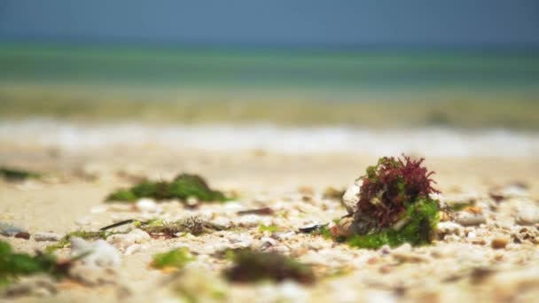 在白沙滩边被风吹来的海藻 — 图库视频影像