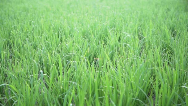 Campo Arroz Verde Crescendo Fresco Pela Manhã Paddy Verde Manhã — Vídeo de Stock