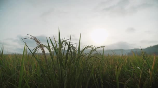 Rijst Oor Plant Rijstveld Ochtend — Stockvideo