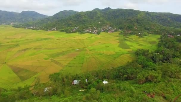 Drone Vista Campo Arroz Teia Aranha Cancar Ruteng Indonésia Belo — Vídeo de Stock