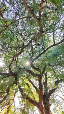 Ağacın yemyeşil dalları ve baharda uzun yeşil ağaçlar..