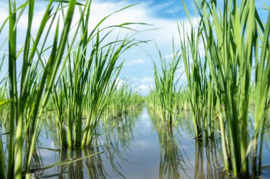 Yeşil pirinç bitkileri sulu pirinç tarlalarında iyi yetişir.