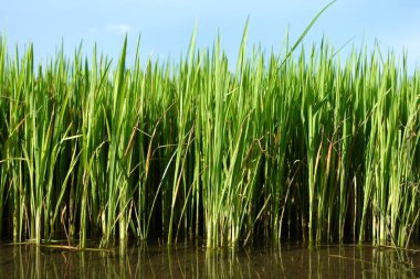 Pirinç tohumları pirinç tarlalarına ekilmeden önce durgun suda gelişir..
