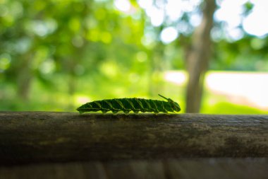 Ağaçta yürüyen yeşil tırtıl.