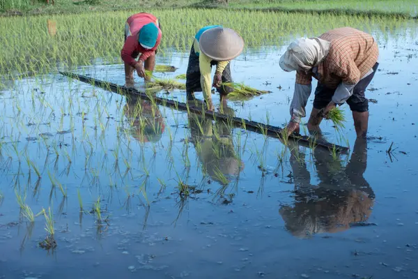 Yogyakarta, Endonezya, 9 Şubat 2024 - Çok sayıda kadın çiftçi pirinç tarlalarına pirinç tohumu ekiyor, yansımaları su birikintilerinde görülüyor