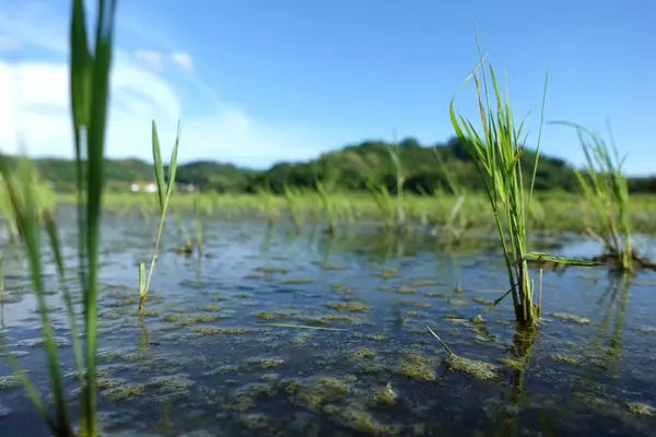 Young rice plants growing in wastewater against a blue sky background