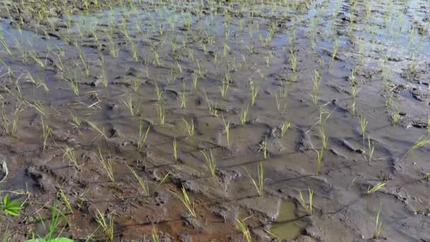 Pirinç Terasında Tarım Birikintilerinde Taze Taze Pirinç Fideleri Yetişiyor — Stok video