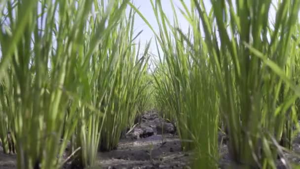 Les Jeunes Plants Riz Vert Prospèrent Abondamment Dans Les Rizières — Video
