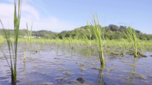 Rośliny Zielonego Ryżu Kwitną Polu Kałużami Ścieków Korzeni — Wideo stockowe