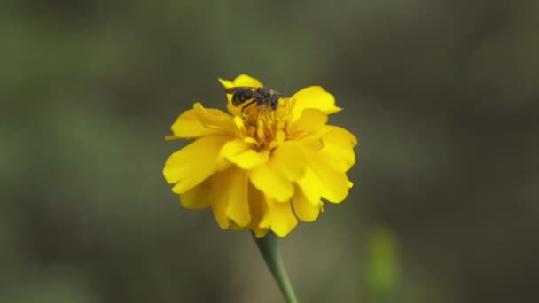 黄花上的蜜蜂 — 图库视频影像