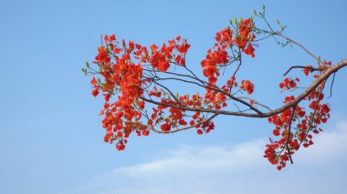 Delonix regia çiçeğini ya da çiçek açan parlak ağacı kapat